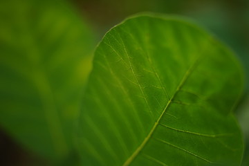 Fresh green leaf, macro photo, soft selective focus.