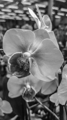 beautiful phalaenopsis orchids in the greenhouse