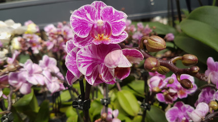 beautiful phalaenopsis orchids in the greenhouse