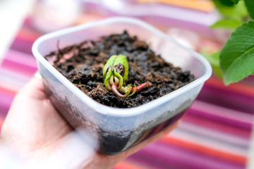 Young mango. A mango seed was planted in a container. Bright background