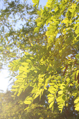 Green leaves of black Locust or False Acacia tree. Robinia pseudoacacia tree in sunlight 