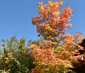 autumn leaves against blue sky