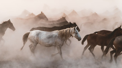 Horses running and kicking up dust. Yilki horses in Kayseri Turkey are wild horses with no owners