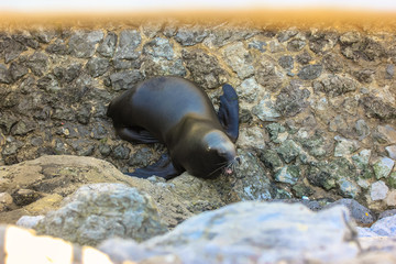 Navy seal in the Zoo, Nature Reserve, Atlantic coast, Cantabria, Santander, Spain. 