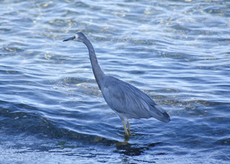 heron on the beach