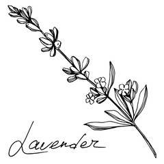 Vector Lavender floral botanical flowers. Black and white engraved ink art. Isolated lavender illustration element.