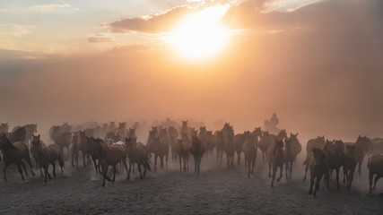 Horses running and kicking up dust. Yilki horses in Kayseri Turkey are wild horses with no owners