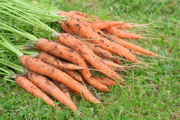 The pile of the dirty carrots is lying on the green grass in outdoors.