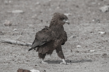 A bateleur juvenile walking on the ground, Etosha national park, Namibia, Africa