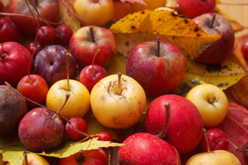 Naklejka na ściany i meble Autumn background on selective focus. Ornamental small red and yellow apples on wooden table