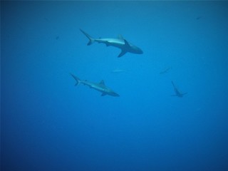Sharks of Palau