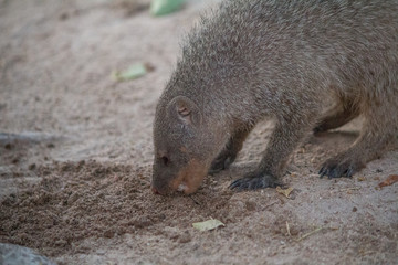 Banded mongoose on the ground, Etosha national park, Namibia, Africa