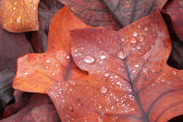 Orange and brown leaves of Liriodendron tulipifera also called American Tulip tree covered by raindrops. Autumnal background