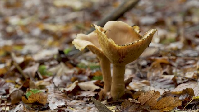 Champignon d'automne dans la for&ecirc;t