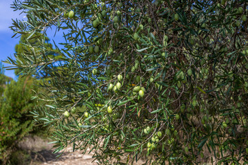 Fresh green olive trees growing outdoor in olive garden in Greece. Horizontal color photography.