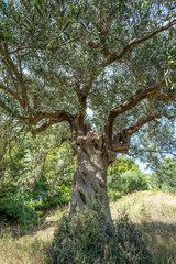 Old huge green olive tree growing outdoor in olive garden in Greece. Vertical color photography.
