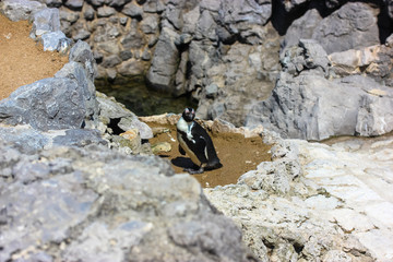 Penguin in the zoo, nature reserve, Atlantic coast, Cantabria, Santander, Spain. 
