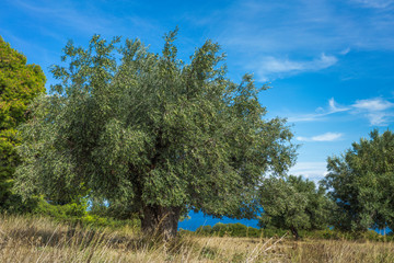 Fresh green olive trees growing outdoor in olive garden in Greece. Horizontal color photography.