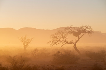 Fototapeta na wymiar desert trees by morning