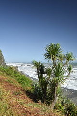 palm trees on the beach