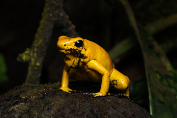 Golden poison frog on the rainforest floor