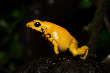 Golden poison frog on the rainforest floor
