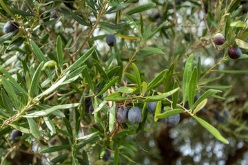Closeup view of green branches of oil tree growing in grove outdoor. Horizontal color photography.