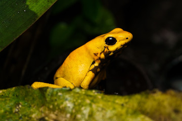 Golden poison frog on the rainforest floor