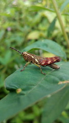 bug on leaf