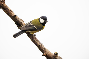 Great tit on a branch in front of a bright background © Thorsten Spoerlein