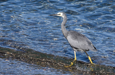 heron hunting for fish on lake Taupo NZ