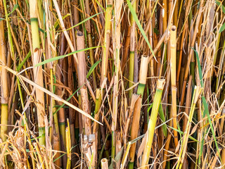Obraz premium Natural texture of dry growing bamboo tubes. Floral and herbal pattern of clipped cane plants