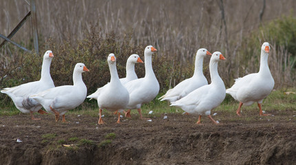 Flock of white domestic geese on the meadow © Geza Farkas