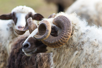 Portrait of horned Ram