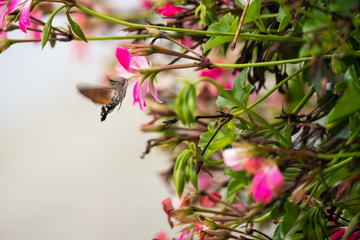 Obraz premium Hummingbird hawkmoth