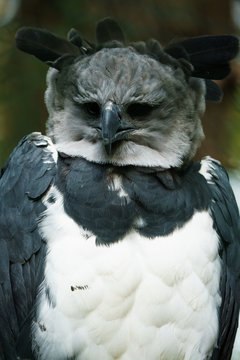 Closeup Portrait Of A Harpy Eagle