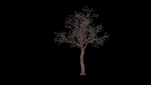 Brazil currency tree timelapse growing and blossoming, against black
