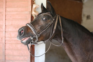 Portrait of a beautiful saddle horse in the barn