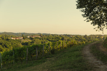Fototapeta na wymiar Braida di Bologna Giacomo winery, Piedmont, Italy