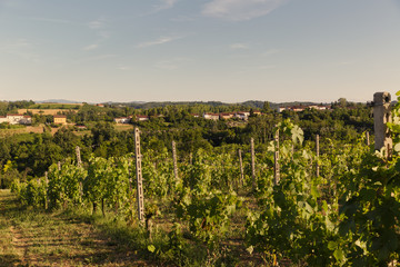 Braida di Bologna Giacomo winery, Piedmont, Italy