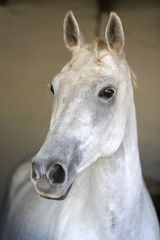 Fototapeta premium Portrait of a beautiful saddle horse in the barn