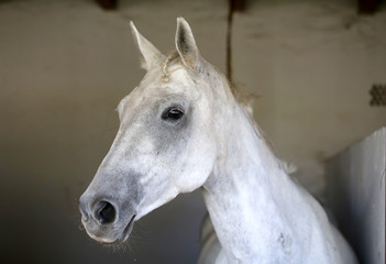 Portrait of a beautiful saddle horse in the barn