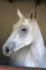 Portrait of a beautiful saddle horse in the barn
