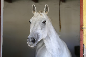 Fototapeta na wymiar Portrait of a beautiful saddle horse in the barn