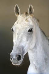 Closeup head shot of a beautiful stallion in the stable door