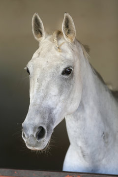 Closeup head shot of a beautiful stallion in the stable door