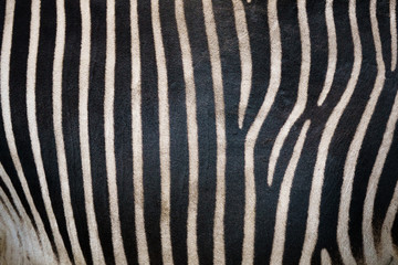 Fototapeta na wymiar Closeup of zebra print