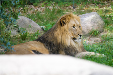 Closeup of an African lion in between stones