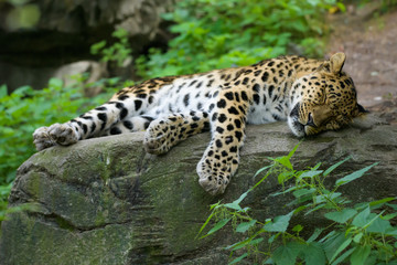 Amur leopard sleeping