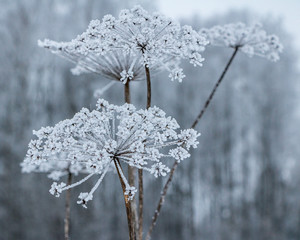 Winter flower dry hemlock with frost on a cold winter day